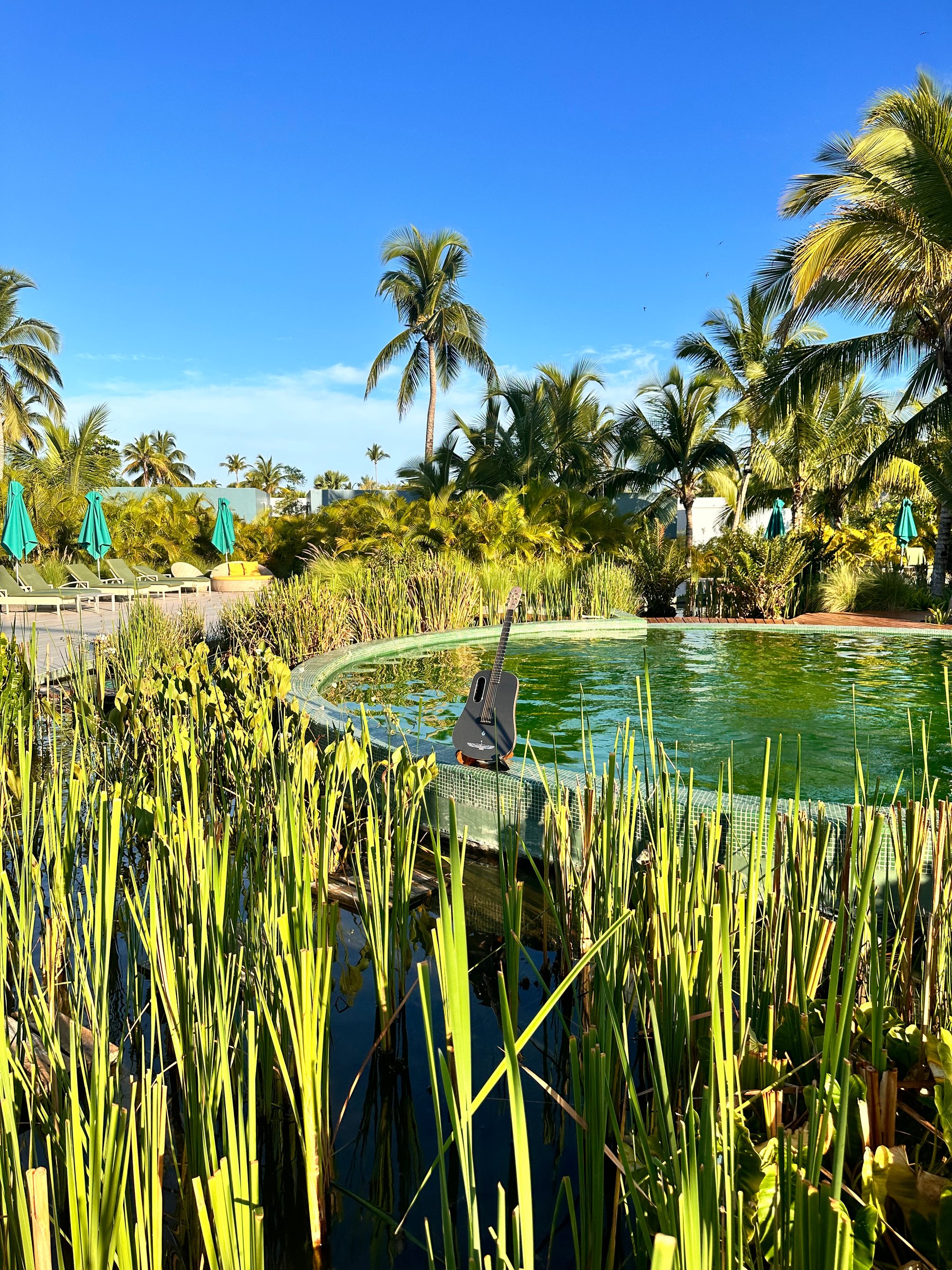 LoungeDuo's guitar in a tropical garden