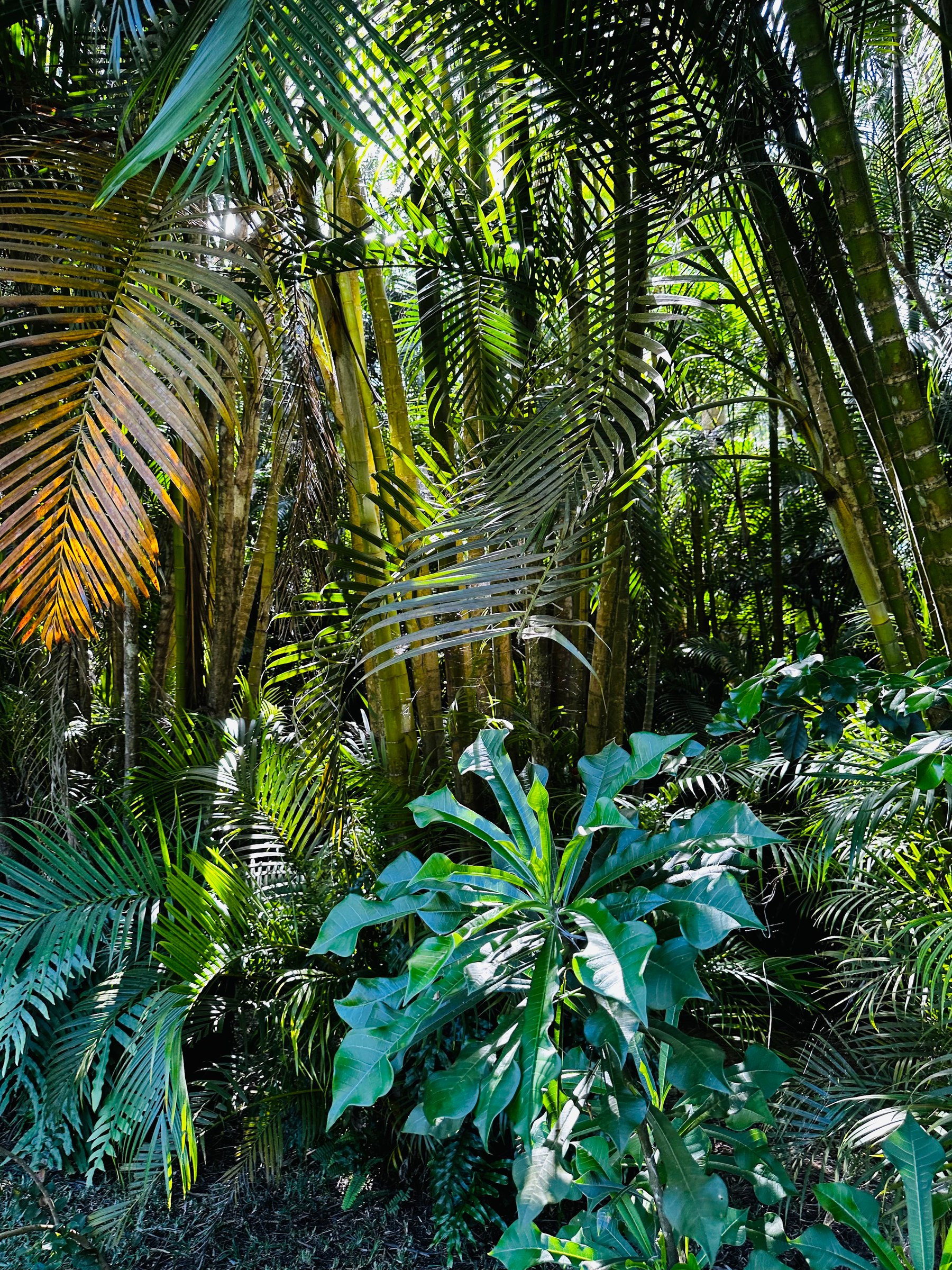 Tropical vegetation in the Maldives